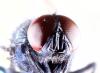 Eudasyphora cyanicolor
